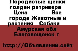 Породистые щенки голден ретривера › Цена ­ 25 000 - Все города Животные и растения » Собаки   . Амурская обл.,Благовещенск г.